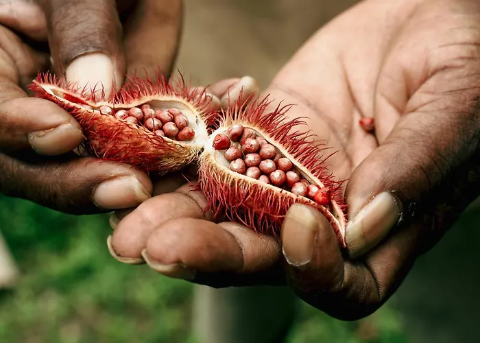 La Loma Jungle Lodge And Chocolate Farm