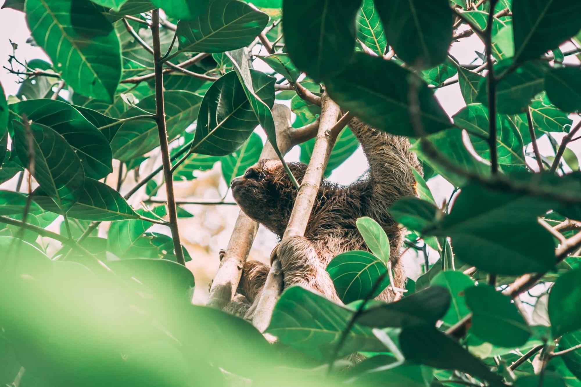 La Loma Jungle And Chocolate Farm Inn